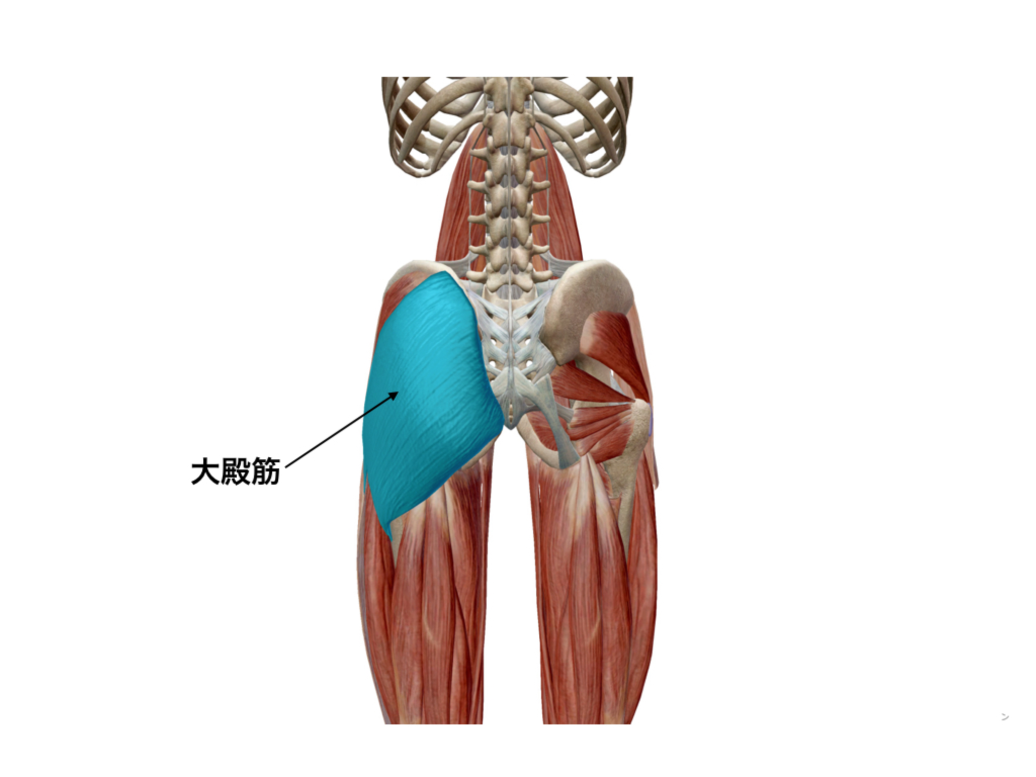 そのスクワット 大丈夫 袋井で腰 膝の痛みのある方へ アーチフィジカルケアグループ