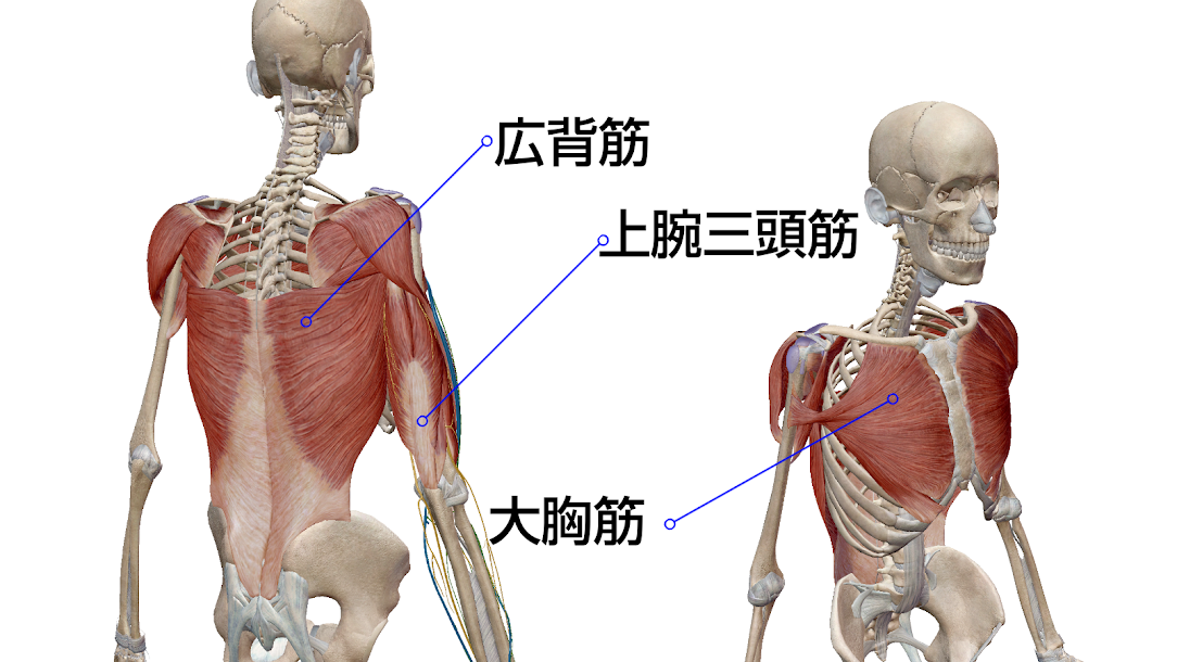 袋井で水泳をしていると肩周りが疲れてしまう方へ 正しいプルと筋肉 アーチフィジカルケアグループ